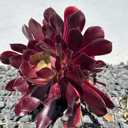 公寓 Sombra De Guanapay